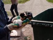 Трёх котят спасли сотрудники «Экопрома» в Псковском районе
