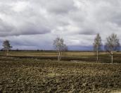 Более 12 тысяч гектаров земли заросли сорняками в Псковской области