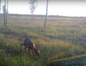 Европейские косули попали в фотоловушку Полистовского заповедника