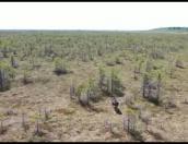 Видео прогулки лося по болотам опубликовал Полистовский заповедник