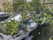 Дерево упало на автомобиль в Пскове