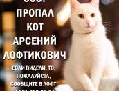 <strong>Кот Арсений пропал из псковского «Лофта»</strong>
