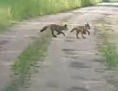 ВИДЕО. Двух резвящихся лисят заметили в Псковском районе