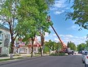 В центре Струг Красных спилили аварийное дерево 