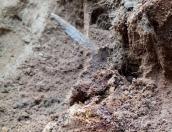 Останки 8 красноармейцев и их личные вещи обнаружили в Пустошкинском районе