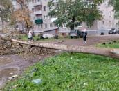 ФОТОФАКТ. Дерево упало на автомобили на улице Воеводы Шуйского в Пскове