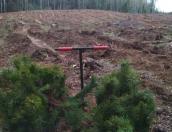 Площадь лесовосстановления в Псковской области в 2024 году составит 5,6 тысячи гектаров
