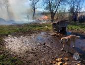 Сотрудники МЧС в Великолукском районе спасли собаку от огня во время пала травы