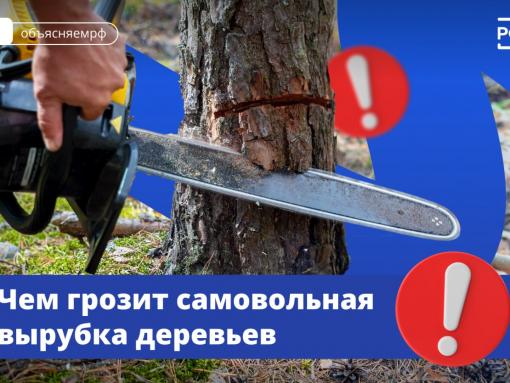 Не руби: когда спил дерева на даче может стать уголовным делом