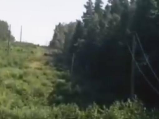 Более тысячи деревьев убрали с ЛЭП в Псковской и Новгородской областях