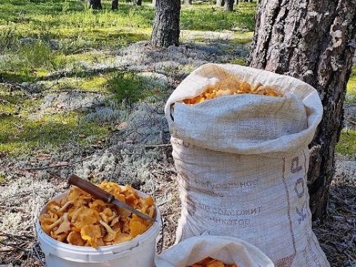 Мешками начали собирать грибы в Псковской области