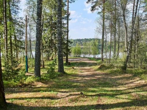 Псковская область перевыполнила план по лесовосстановлению