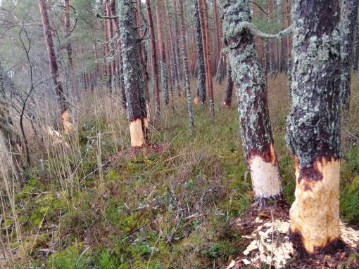 Бобры – вандалы или стратеги? На лесном озере в Псковской области саблезубые лесорубы десятками валят вековые сосны