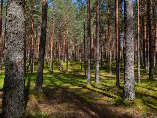 Поиски 78 человек провели спасатели Псковской области в 2025 году