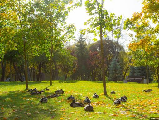 Новые деревья на улице Советской в Пскове посадят в октябре-ноябре