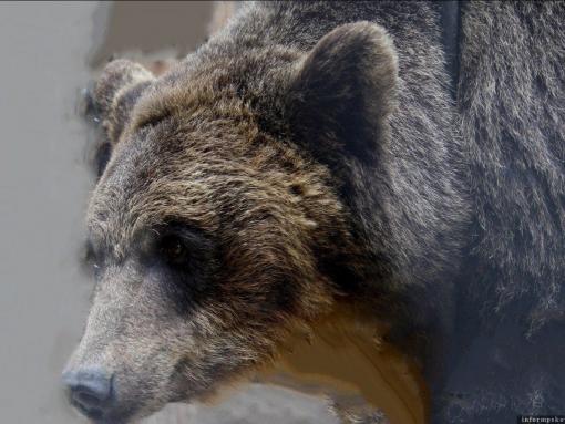 Медведи начали осваивать новые территории в Псковской области