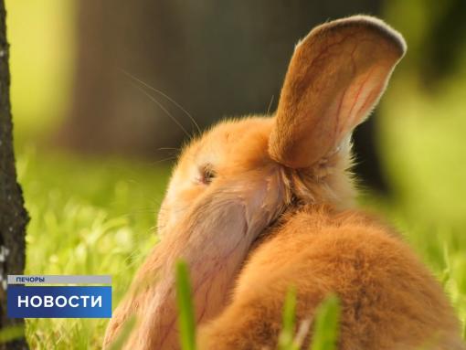 В Псково-Печерском монастыре показали новых обитателей Святой горки