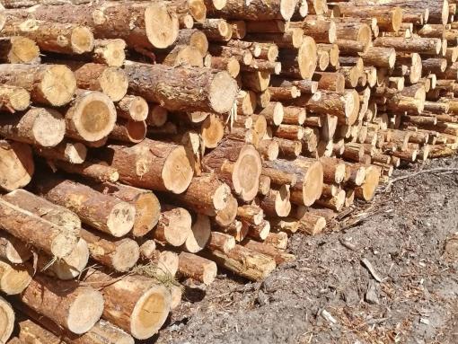 Более 28 тысяч кубометров лесопродукции отправили на экспорт из Псковской области
