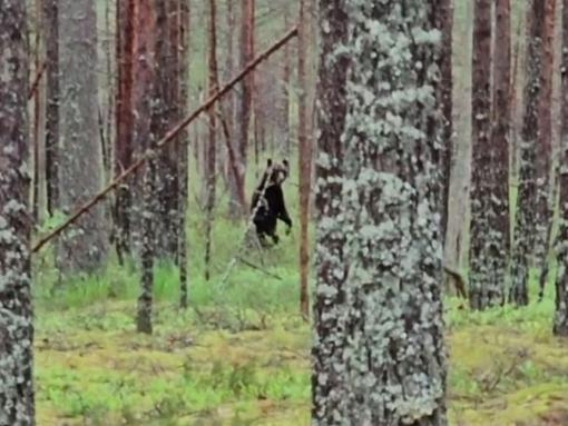 В России фиксируют серию нападений медведей-людоедов